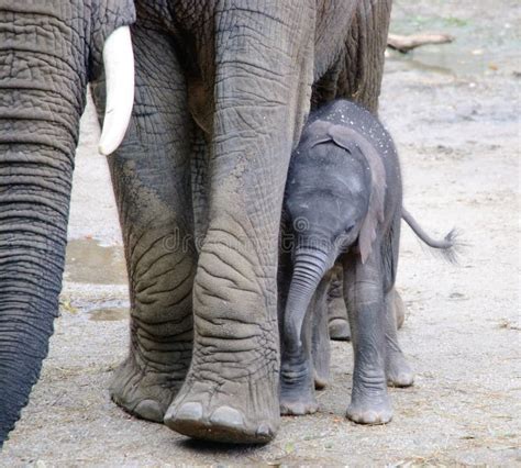 Elefante Africano Del Bambino Con Sua Madre Fotografia Stock Immagine