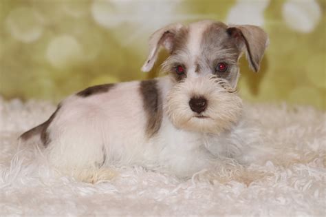 Puppies Adults For Sale Heart Heart T Cup Toy Schnauzers