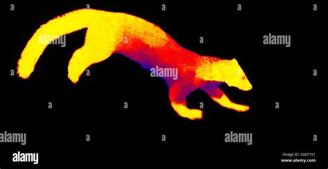 Indian Marten Scanning Animals Body Temperature With Thermal Imager