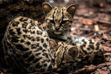 Margay Leopardus Wiedii Female With Baby Margay Cats Pair Of Hugging