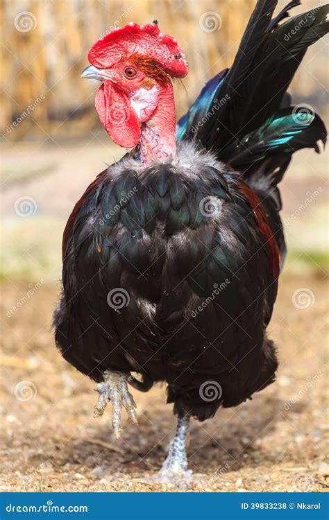 Transylvanian Naked Neck Or Turken Rooster Stock Photo Image