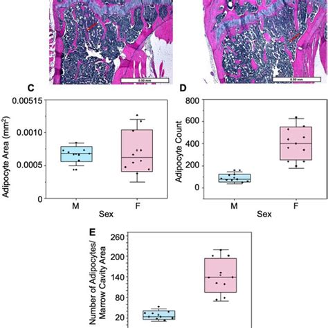 Bone Marrow Adiposity Exhibits Sexual Dimorphic Behavior Ab Male Download Scientific