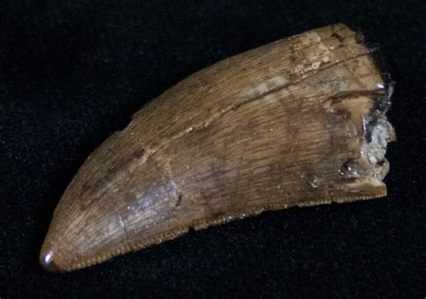 nice  albertosaurus tooth montana  sale  fossileracom