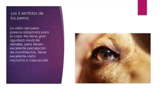 Perros Ppt