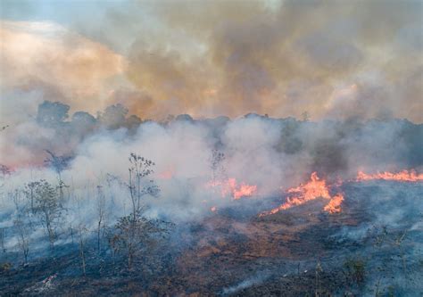 N Mero De Queimadas Explode Na Amaz Nia E Fuma A Se Espalha Pelo Brasil