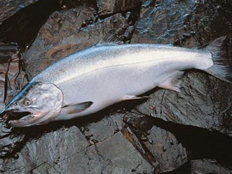 10 Facts about Coho Salmon - Fact File