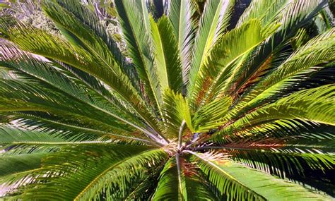 Palm Tree Branches Stock Photo Image Of Horticulture 117474896