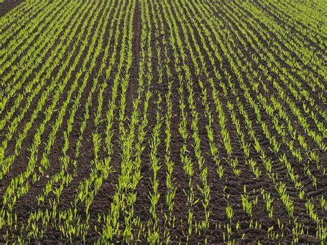 photo field arable corn cornfield  image  pixabay