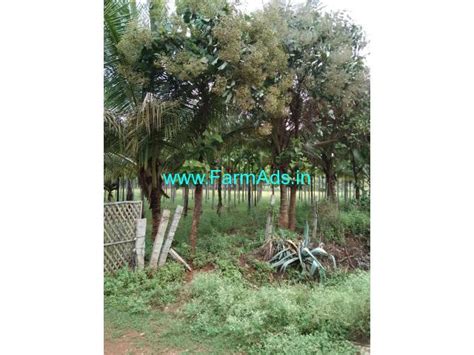 Well Maintained 10 Acres Areca Plantation Sale Near Hiriyur Hiriyur