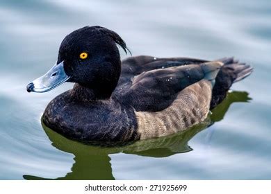 male tufted duck eclipse plumage stock photo  shutterstock