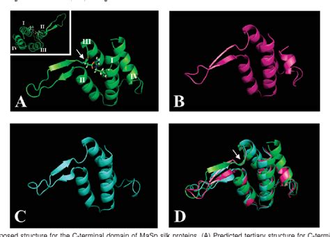 Figure 1 From A Model For The Structure Of The C Terminal Domain Of