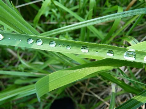 Embun Rumput Hijau Foto Gratis Di Pixabay