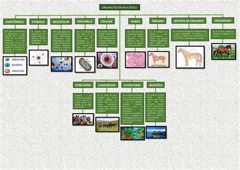 Organizacion Biologia Posee Cinco Niveles En Orden Creciente C Lula