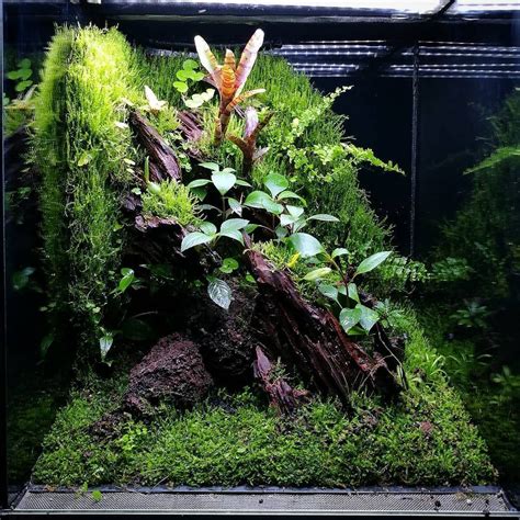 Acuario Para Principiantes ჱ Guía 2021 Acuario3web Planted aquarium