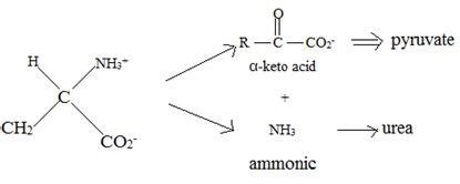 A Interpretation To Identify The Amino Acid That Is A Catabolic