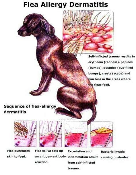 fleas in hair symptoms - Make Big Blook Image Archive