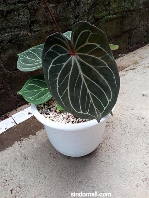 Anthurium King Of Spades R270321 48 Furniture Home Living Gardening