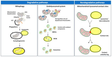 Cells Free Full Text Inter Organelle Membrane Contact Sites And