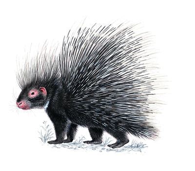 How does the porcupine protect itself?