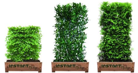 Hedge In Pots Instanthedge Packaging Container Hedges