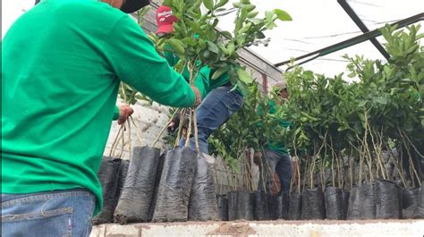 Este 2020 Garbanzo Blanco Y Limón Persa Una Alternativa Para El Campo