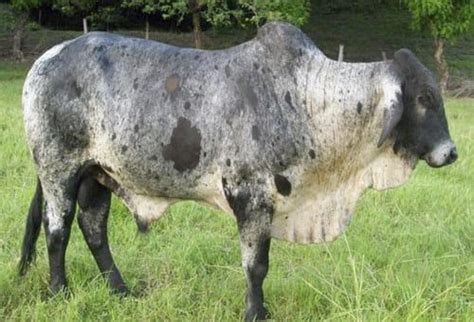 Girolando las vacas más apetecidas para producir leche en trópico bajo