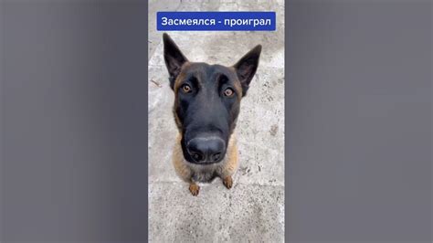 тест на шизу - YouTube