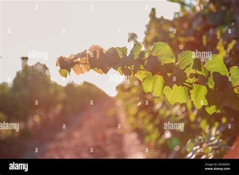 Weinberge Bei Sonnenuntergang Im Herbst Ernte Reife Trauben Im Herbst