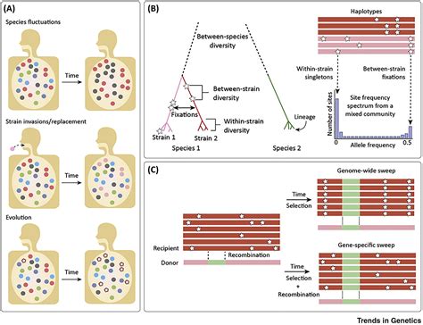 Population Genetics In The Human Microbiome Trends In Genetics