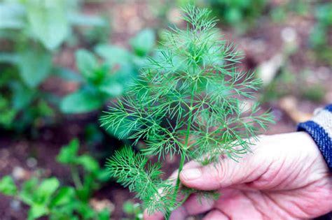 Dill Vs Fennel What Is The Difference Between Them