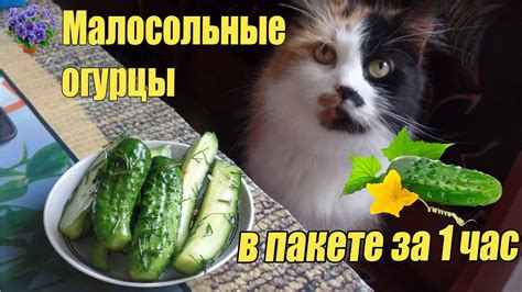 Хрустящие малосольные огурцы в пакете за 1 час. Быстрый и вкусный ...