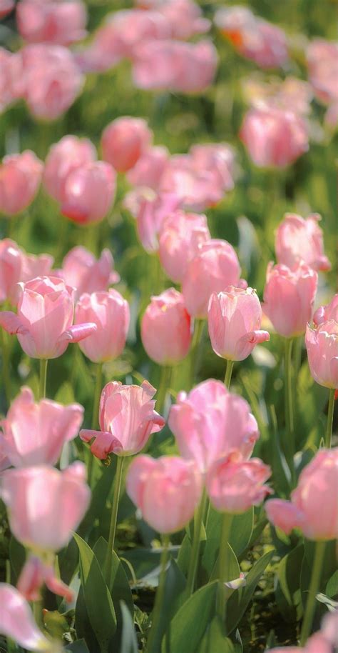 Pin By ZMN On Tulip Flowers Photography Wallpaper Flower Aesthetic