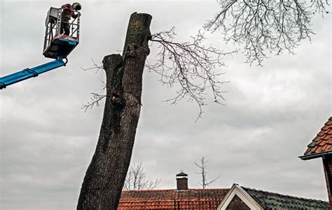 The Environmental Impact Of Tree Removal And How To Minimize It Tree