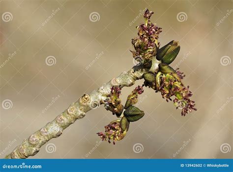 Ash Tree Flowers stock photo. Image of england, british - 13942602