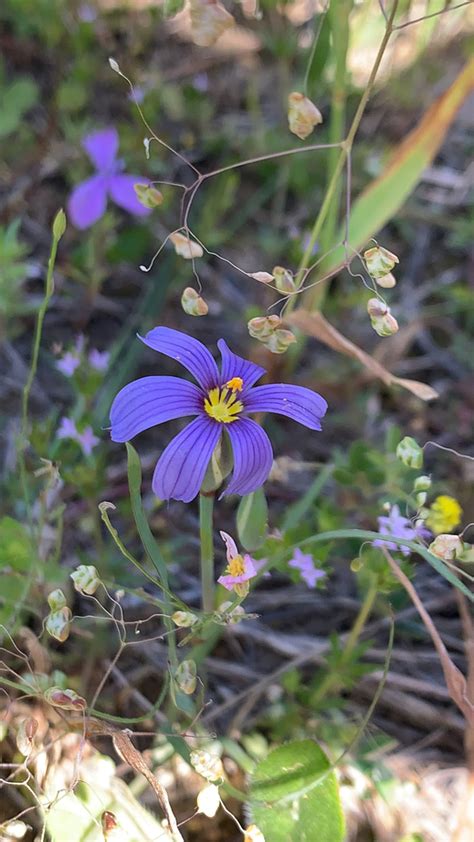 Blue Eyed Grasses From Brazos County Us Tx Us On April At