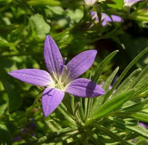 Glockenblume Blauranke Campanula Poscharskyana Blauranke