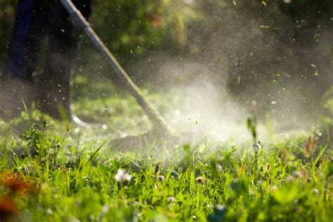 C Mo Eliminar Las Malas Hierbas Sin Herbicidas Y De Forma Natural