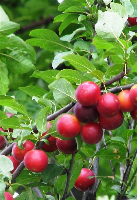 Cherry Plum Tree Prunus Cerasifera The Curious Bee Garden Nursery