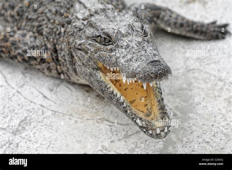 Cuban Crocodile Crocodylus Rhombifer In A Breeding Farm Cienaga De