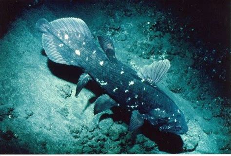 Ikan Raja Laut Coelacanth Ikan Purba Langgeng Pancing Education