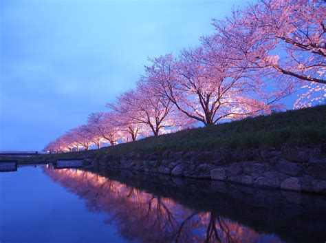 WASHINGTON DC CHERRY BLOSSOM SEASON 2014 - Wroc?awski Informator