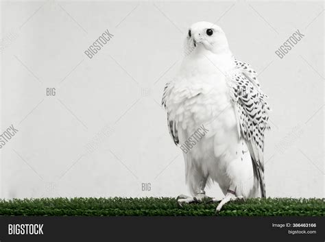 White Gyrfalcon