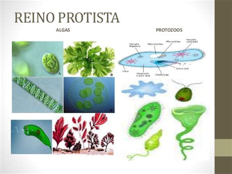 Microorganismos Bacterias Virus Protoctistas Y Hongos 1esobiologia