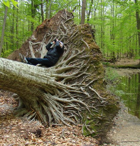 9 Natural Shelters To Look For When Bugging Out - Survivalized