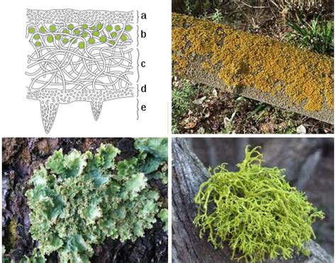 Lichen Structures Quiz