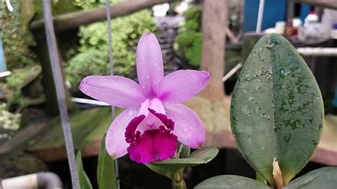 Cattleya Intermedia Var Orlata Rio Youtube