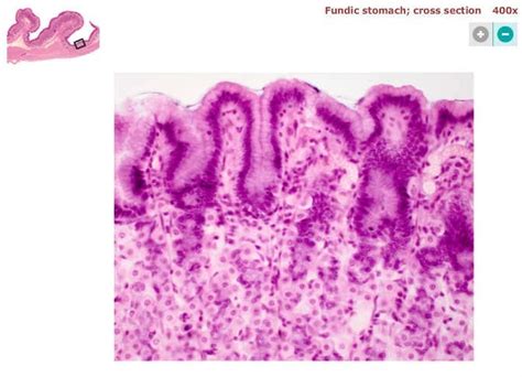 Digestive System Histology Diagram Quizlet