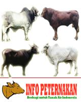 Kondisi Peternakan Sapi Potong di Indonesia ~ Peternakan