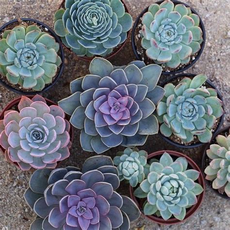 Purple And Blue Succulent Echeveria Grouping Photo By Dalla Vita