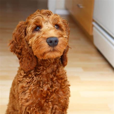 The Ultimate Double Doodle Guide